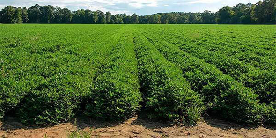 Field of peanuts.